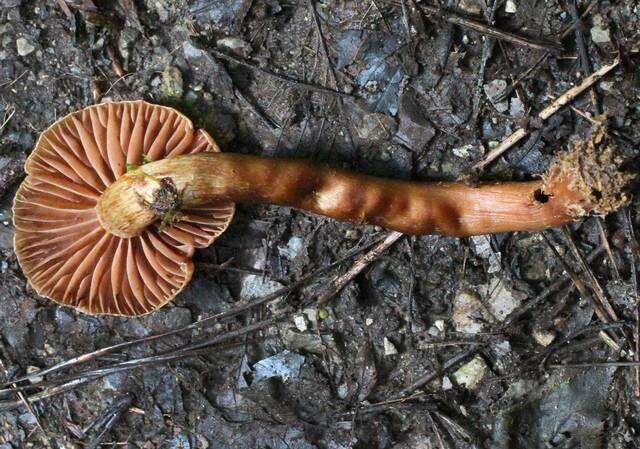 Image of Phaeomarasmius