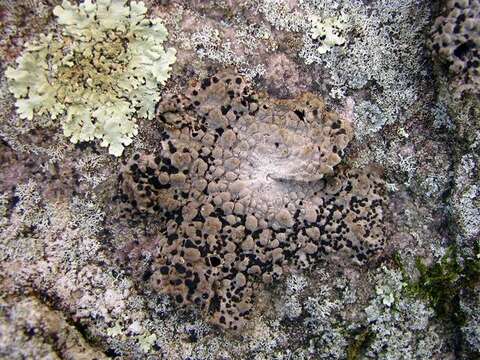 Image of Common toadskin lichen