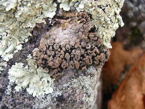 Image of Common toadskin lichen