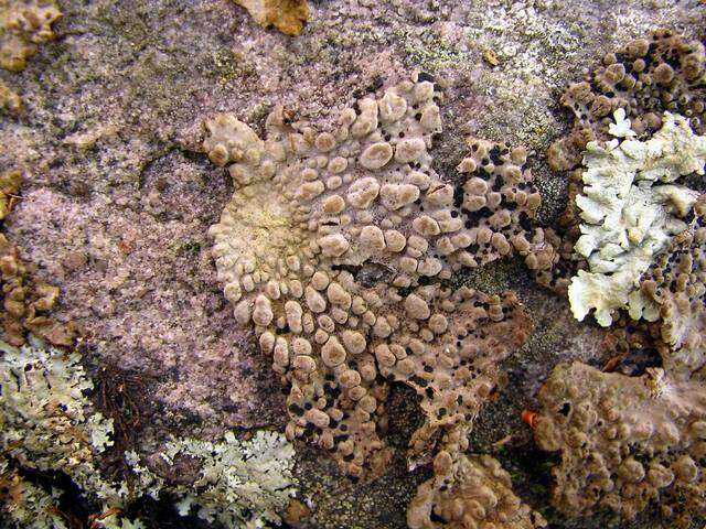 Image of Common toadskin lichen