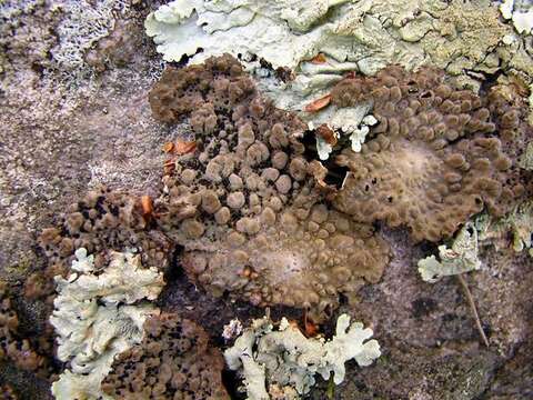 Image of Common toadskin lichen