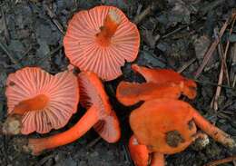 Cantharellus cinnabarinus (Schwein.) Schwein. 1832 resmi