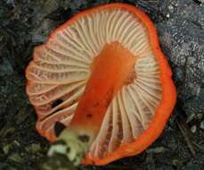 Cantharellus cinnabarinus (Schwein.) Schwein. 1832 resmi