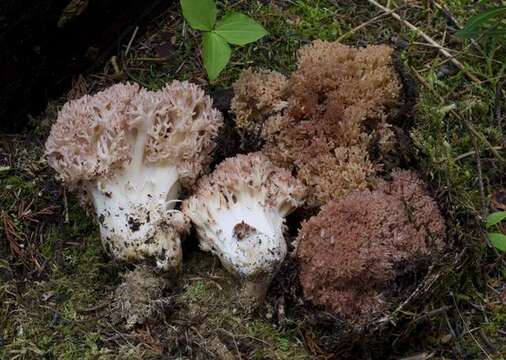 Image of Ramaria rubripermanens Marr & D. E. Stuntz 1974