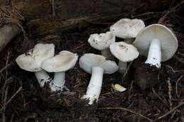 Image of Tricholoma vernaticum Shanks 1996