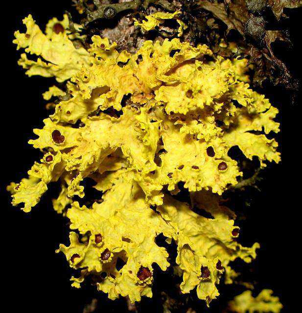 Image of Sunshine lichens