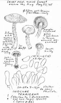 Image of Inocybe terrigena (Fr.) Kuyper 1985