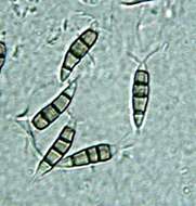 Image de Amphisphaeriales