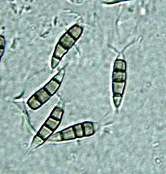 Image of Amphisphaeriales