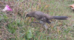 Image of Long-tailed Mockingbird