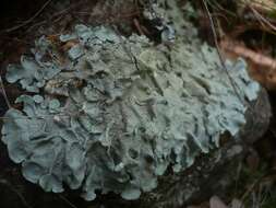 Image of flavoparmelia lichen