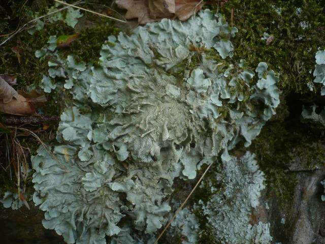 Image of flavoparmelia lichen