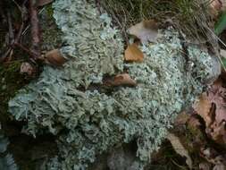 Image of flavoparmelia lichen