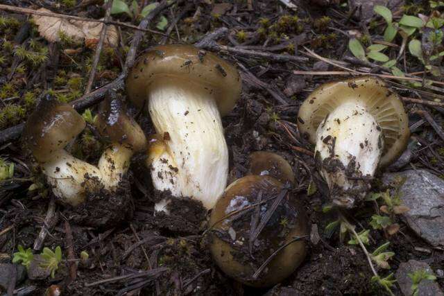 Plancia ëd Hygrophorus