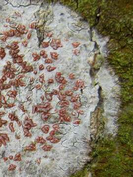 Image of dot lichen