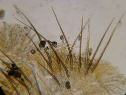 Image of Cheilymenia fimicola (Bagl.) Dennis 1978