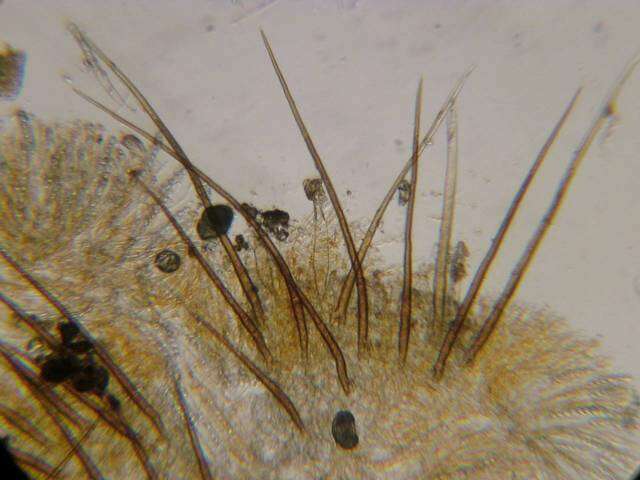 Image of Cheilymenia fimicola (Bagl.) Dennis 1978