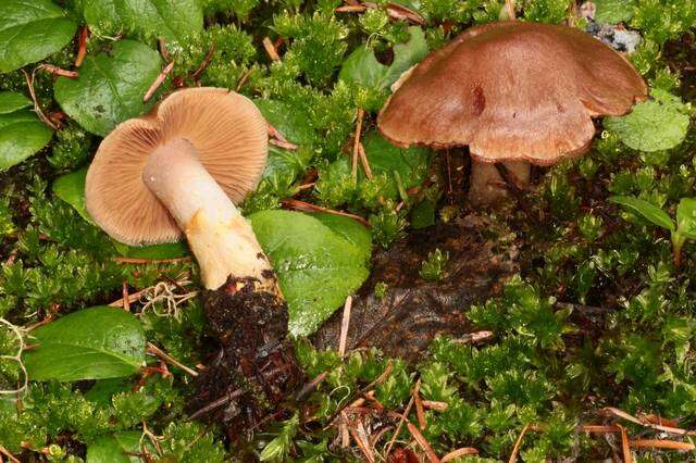 Image of Cortinarius ahsii McKnight 1975