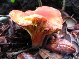 Imagem de Phylloporus