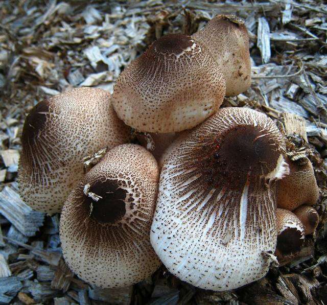 Image of Leucoagaricus