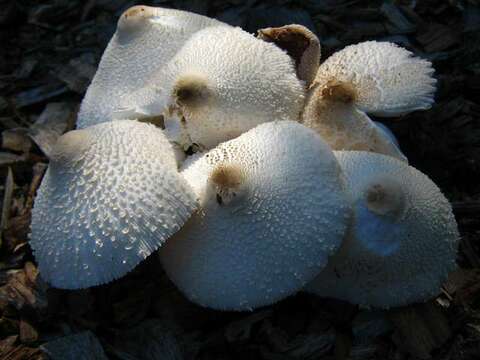 Plancia ëd Leucocoprinus