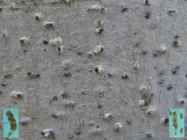 Image of julella lichen