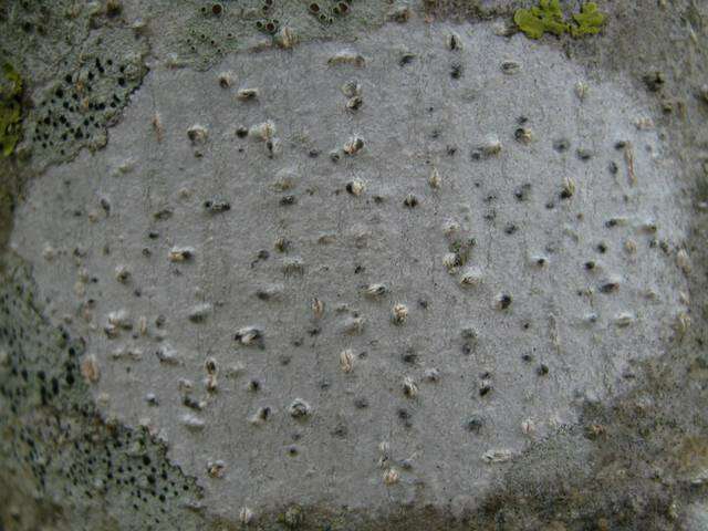 Image of julella lichen