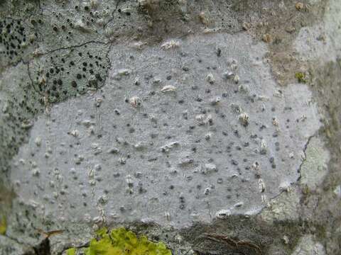 Image of julella lichen