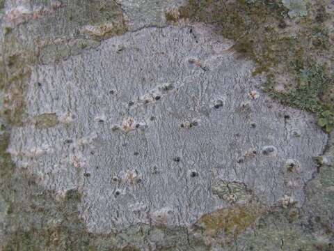 Image of julella lichen