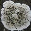 Image of diploicia lichen