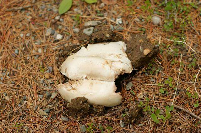 Image of Banded agaric