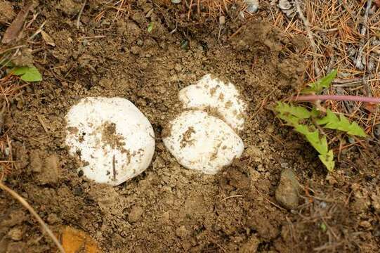 Imagem de Agaricus bitorquis (Quél.) Sacc. 1887