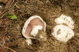 Image of Banded agaric