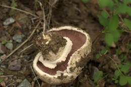 Image of Banded agaric