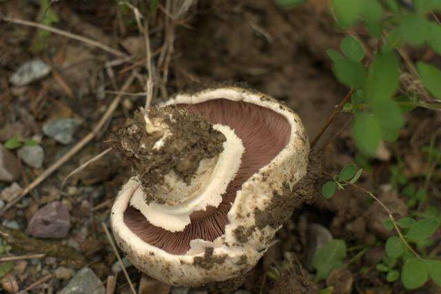 Imagem de Agaricus bitorquis (Quél.) Sacc. 1887