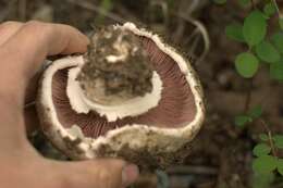 Image of Banded agaric