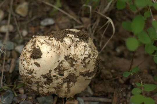 Imagem de Agaricus bitorquis (Quél.) Sacc. 1887