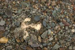 Image of Banded agaric