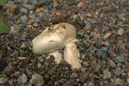 Image of Banded agaric