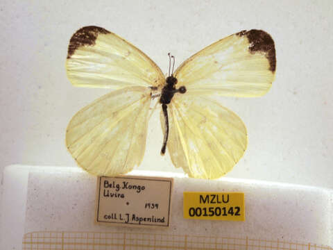 Image of Eurema hapale (Mabille 1882)