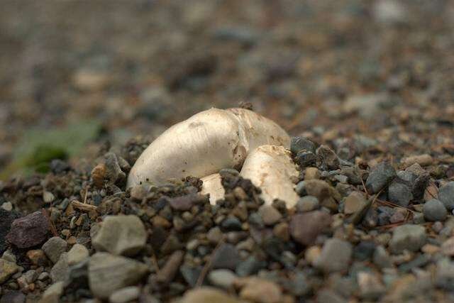 Image of Banded agaric