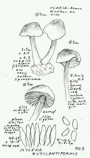 Image of Mycena rutilantiformis (Murrill) Murrill 1916