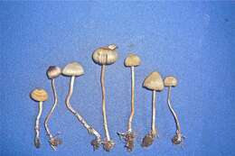 Image de Psilocybe mexicana R. Heim 1957