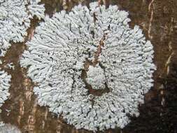 Image of Clemente's rosette lichen