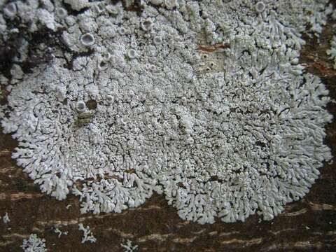 Image of Clemente's rosette lichen