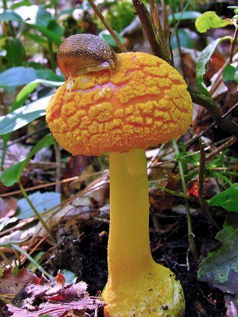 Слика од Amanita flavoconia G. F. Atk. 1902