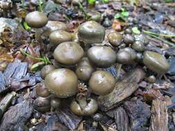 Image of Psilocybe ovoideocystidiata Guzmán & Gaines 2007