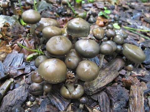 Image of Psilocybe ovoideocystidiata Guzmán & Gaines 2007