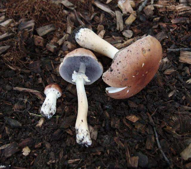 Image of Stropharia