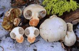 Image of Pholiota